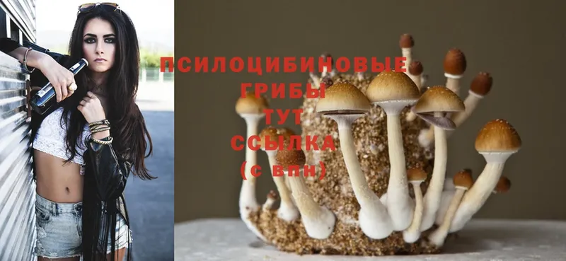 Псилоцибиновые грибы Psilocybine cubensis  хочу   Оханск 